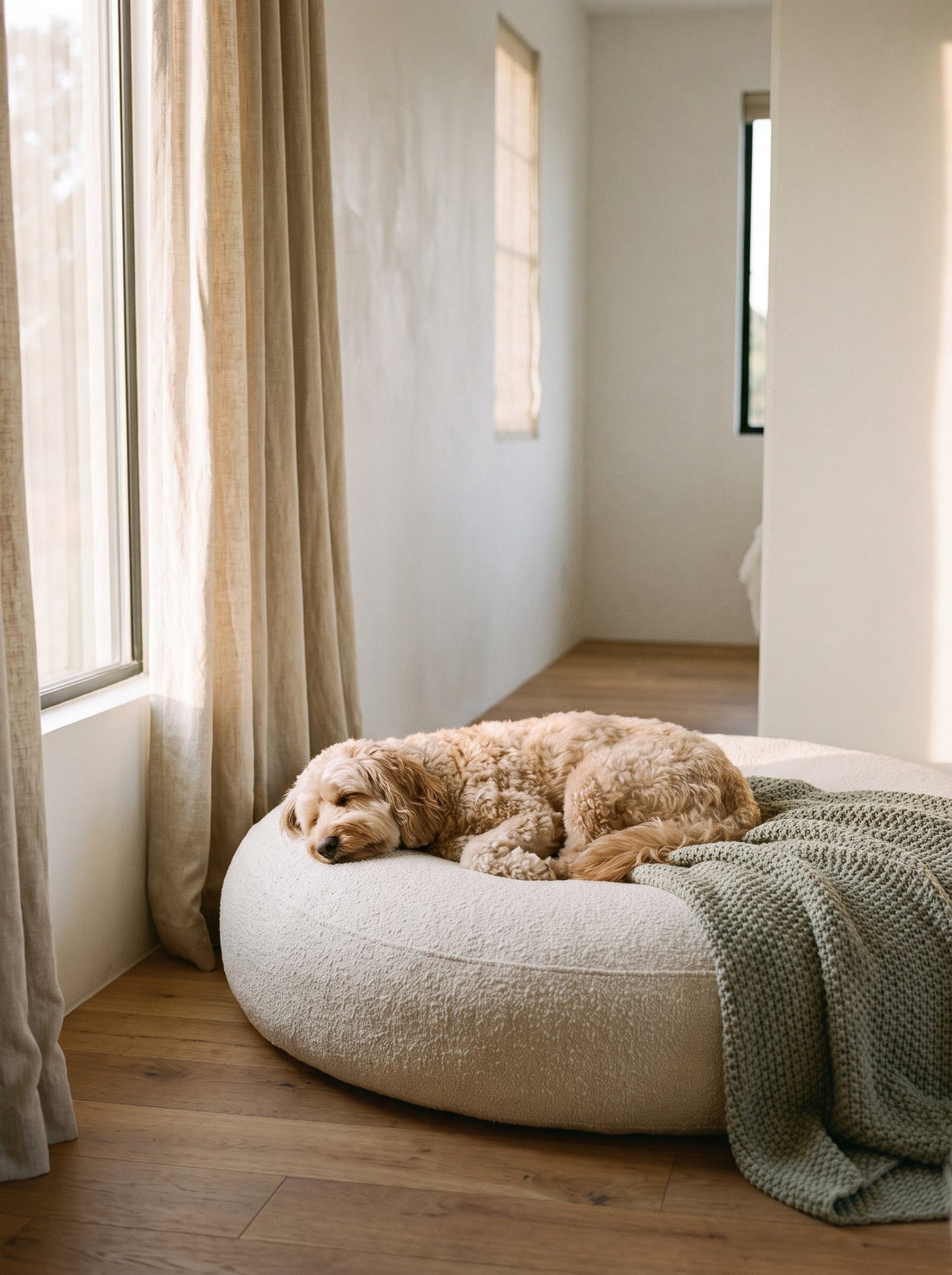Hundebett: So findest du die richtige Größe